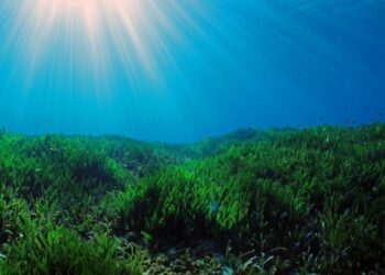 Aprobada La Primera Metodología De Contabilidad Del Carbono Para La Conservación Del Medio Marino