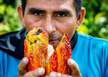 El Cacao Lidera La Apuesta Por Los Productos éticos, Según Oikocredit