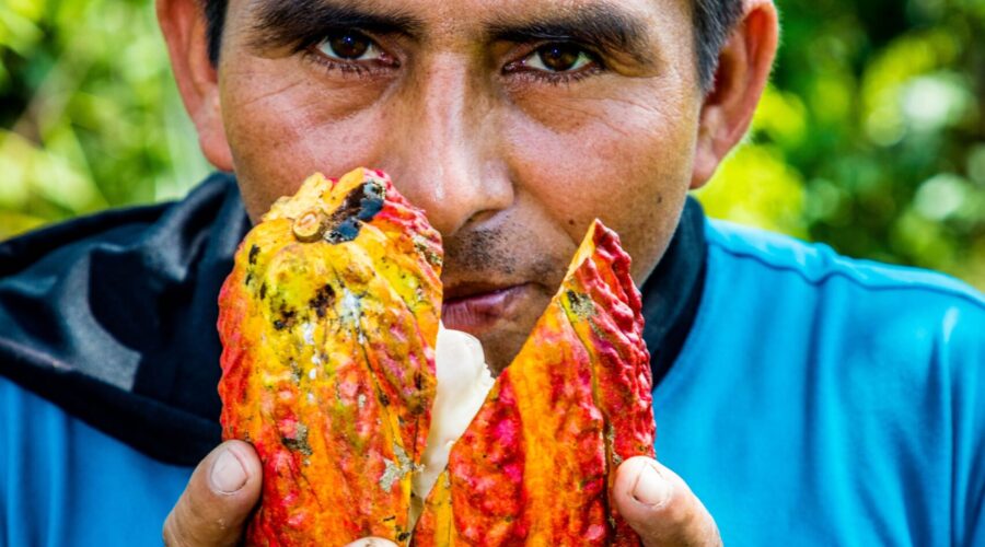 El Cacao Lidera La Apuesta Por Los Productos éticos, Según Oikocredit