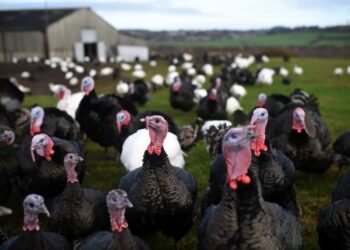 Bifeedoo Lidera La Alimentación Sostenible Con Su Nuevo Pienso Ecológico Para Pavos