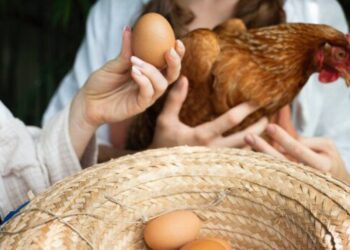 El Pienso Para Gallinas Ponedoras De Bifeedoo Ha Demostrado Tener Un Impacto Positivo En La Calidad De Los Huevos