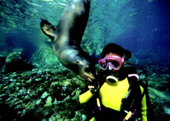 Las Actividades Acuáticas Imperdibles En Los Cabos