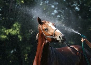 Bifeedoo Confiesa Los Secretos Para Un Cuidado óptimo De Los Animales De Corral En Verano