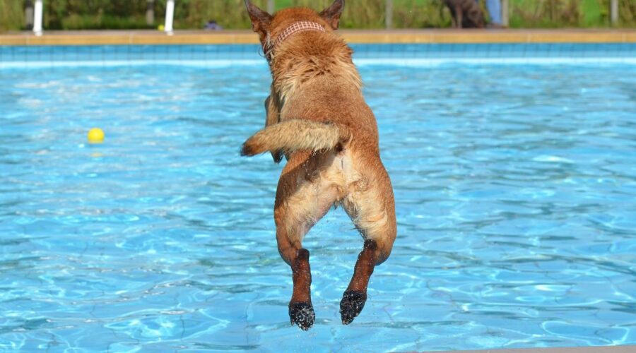 Piscinas Lara: «Las Clases De Natación Para Perros Son Una Medida Que Los Particulares Deberían Considerar Este Verano»