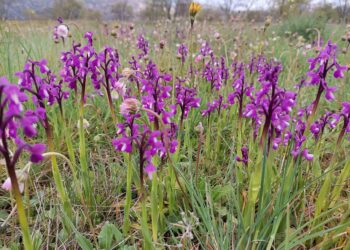 Las Orquídeas Silvestres Son Las Bellas Desconocidas De La Sierra Norte De Guadalajara
