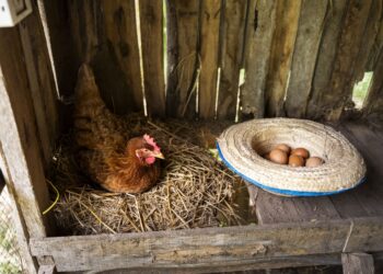 El Pienso Ecológico Para Gallinas Ponedoras De Bifeedoo Aporta Una Nutrición Natural Para Conseguir Huevos De Mayor Calidad Y Sabor