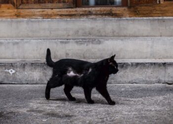 Lotería Berenguela Cuenta Los Mitos Y Supersticiones Más Populares De La Lotería De Navidad