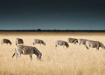 Wwwildnature Presenta Nuevos Safaris En El Corazón De África