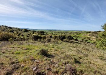 Adel Sierra Norte Destaca La Importancia De Respetar La Encina, Uno De Elementos Clave De La Sierra Norte De Guadalajara
