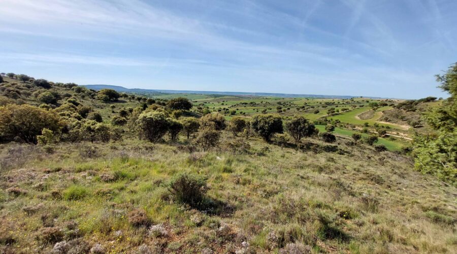 Adel Sierra Norte Destaca La Importancia De Respetar La Encina, Uno De Elementos Clave De La Sierra Norte De Guadalajara