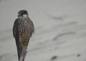 El Papel De Las Aves Rapaces En La Sierra Norte De Guadalajara