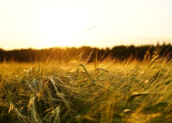Productos Monti Celebra Las Fiestas Con Sabor Gourmet Y Compromiso Ecológico