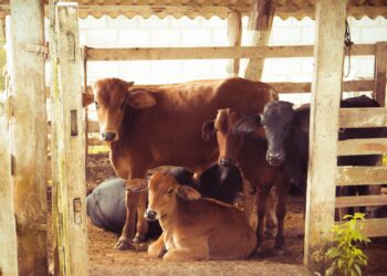 Bifeedoo Lidera El Rumbo Sostenible Con Su Pienso Ecológico Para Vacas