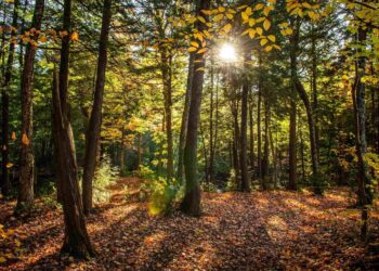 COPADE Busca Concienciar Sobre El Problema De La Deforestación Importada Con El Proyecto ‘’Bosques Vivos’’