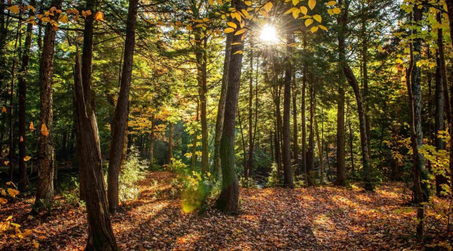 COPADE Busca Concienciar Sobre El Problema De La Deforestación Importada Con El Proyecto ‘’Bosques Vivos’’