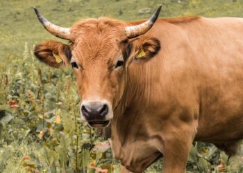 Castilla Gourmet: Carne De Calidad, Del Productor A La Mesa