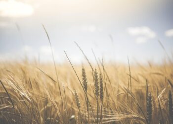 Agrow-Consulting Se Consolida Como Socio Internacional En El Registro Y Desarrollo De Productos Agrícolas
